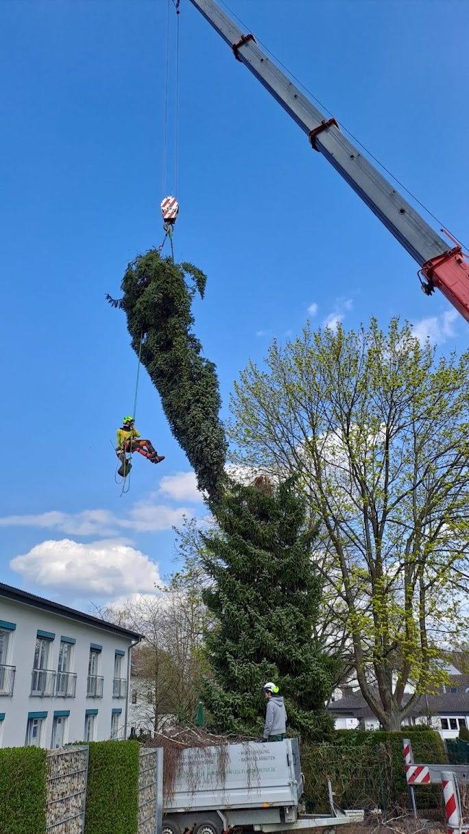Baumfällung jeder Art