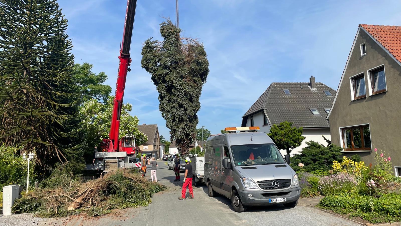 Baumfällung jeder Art